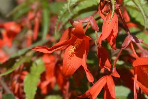 Begonia boliviensis Santa Cruz